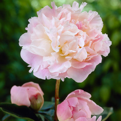 blush pink blooms peony alexandra duff