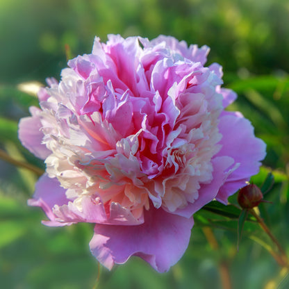 Large Pink Peony Sorbet