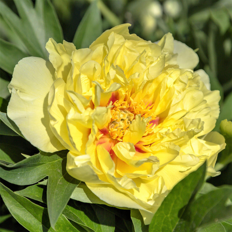 Flower of Bright Yellow Itoh Peony Bartzella with orange accents
