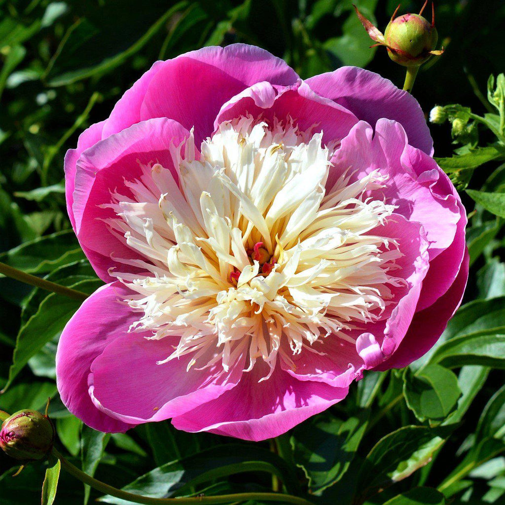 Bowl Of Beauty Peony