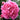 Pink Peony Flower Dr Alexander Fleming