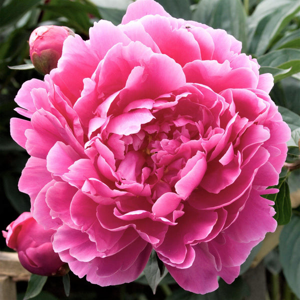 Pink Peony Bulbs For Sale  Dr Alexander Fleming (Fragrant) – Easy