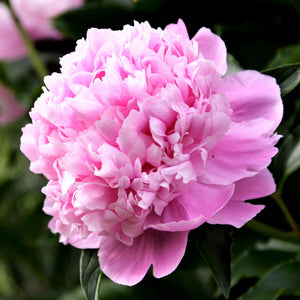 Soft Pink Peony Bulbs For Sale | Monsieur Jules Elie (Fragrant)