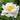 Pure White Peony Bulbs For Sale | Moon of Nippon (Fragrant)