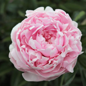 Baby Pink Peony Bulbs For Sale | Myrtle Gentry (Fragrant)