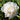 Closeup of flower of White Peony  Alba Plena (Fragrant)