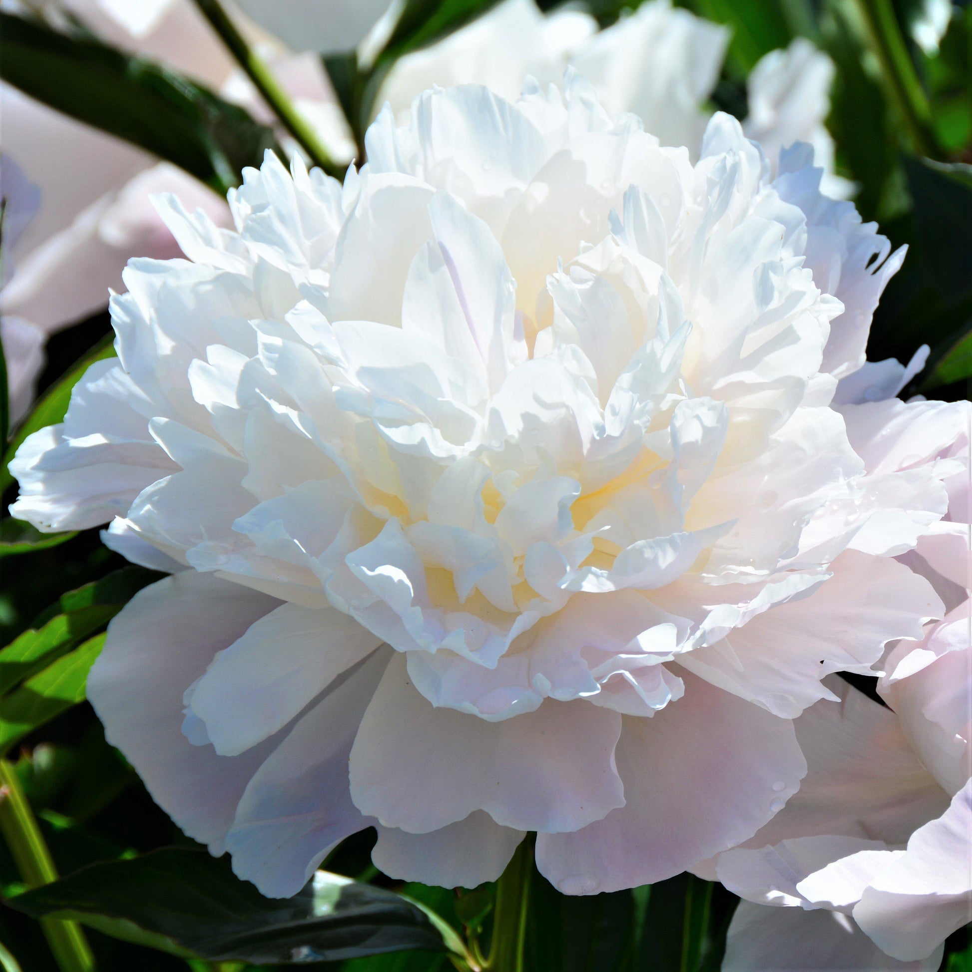 peony plant indoor White Peony Bulbs For Sale