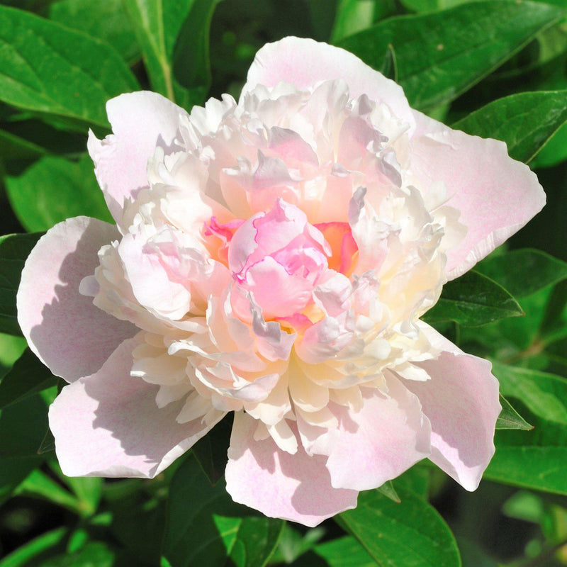 Pale Pink Peony Flower Shirley Temple