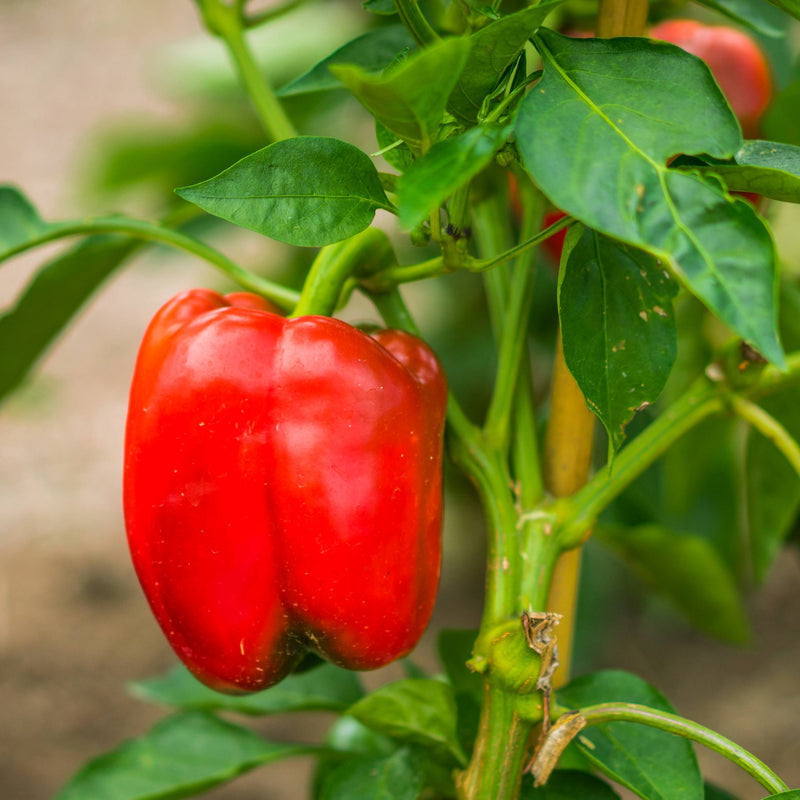 Rainbow Roumanian Red Pepper on a vine