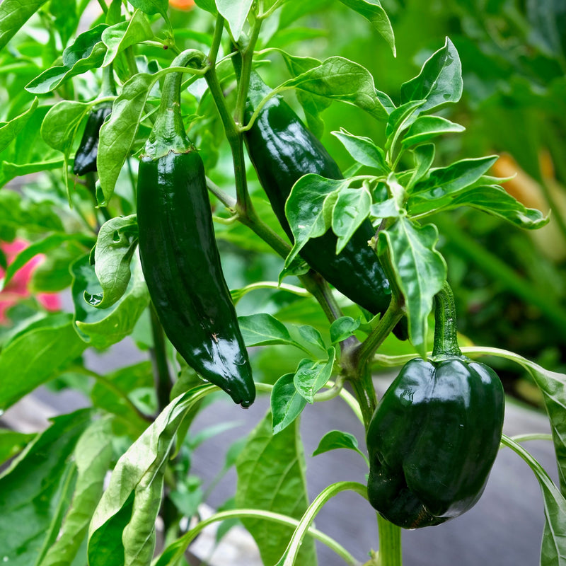 poblano peppers on plant