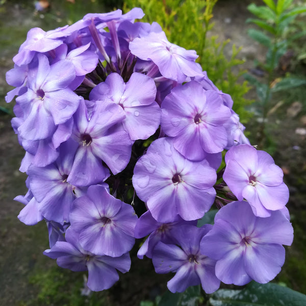Phlox Planting Guide Easy To Grow Bulbs