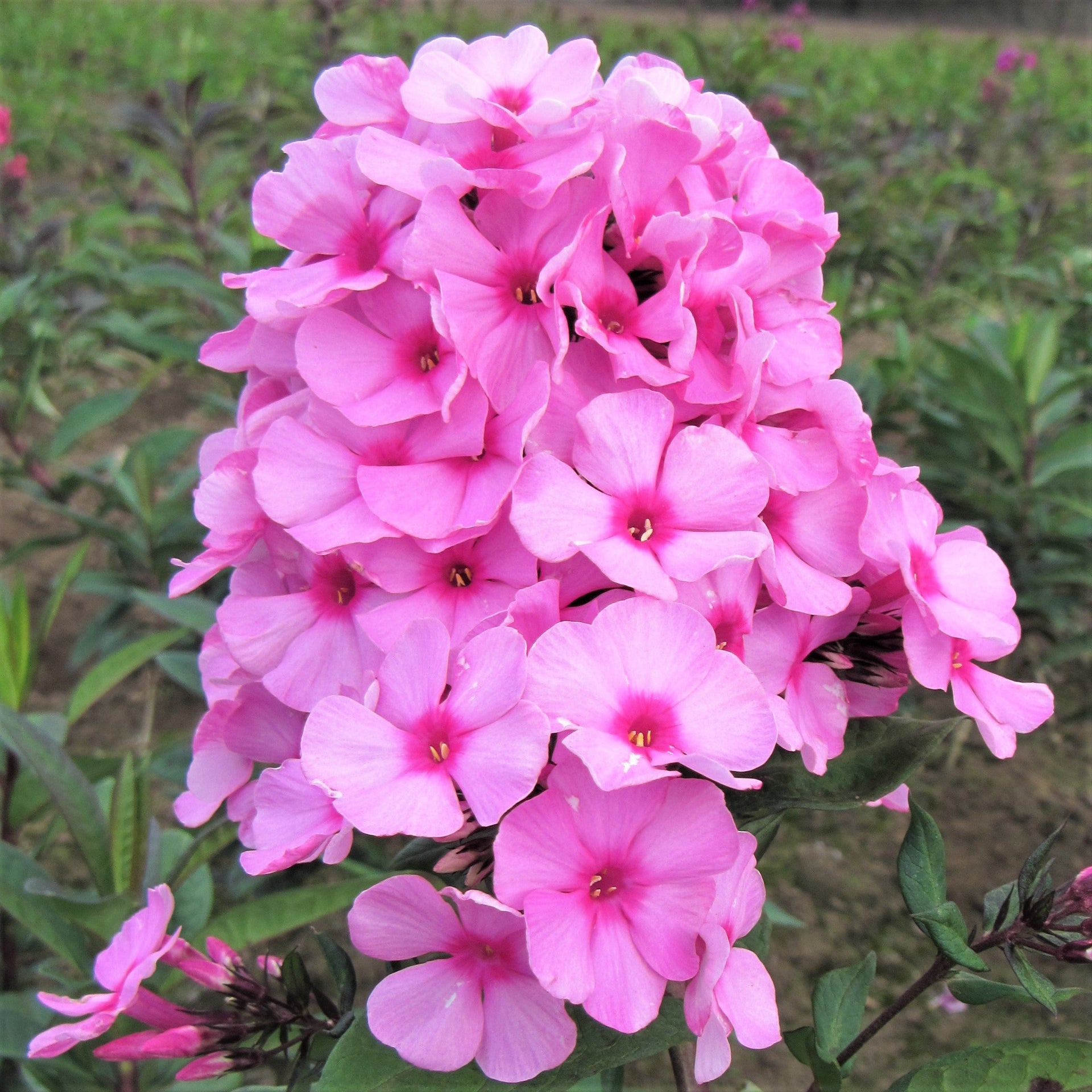 Bright Pink Phlox Bare Root Plants for Sale Online
