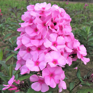Eva Cullum is a very free blooming phlox, with bright, deep pink flowers accented with darker pink centers