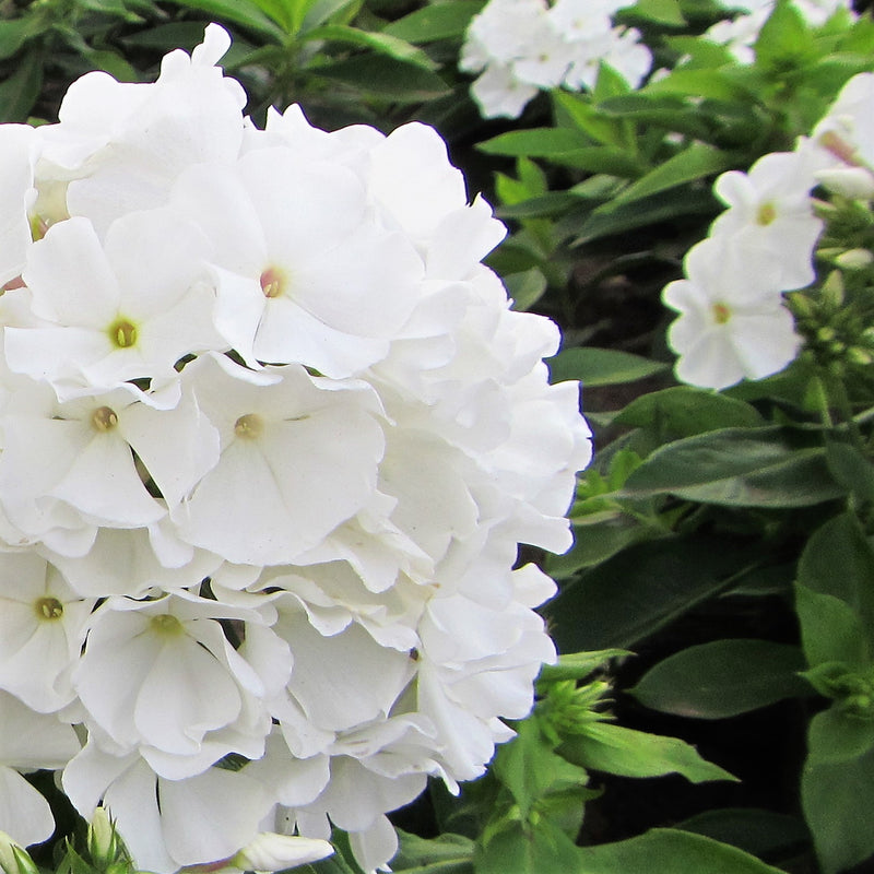 Phlox Flame White makes a cooling splash in your summer garden with clouds of fragrant snowy blooms