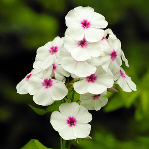 Phlox Flame White with a Red Eye makes a bright splash in your summer garden with clouds of fragrant snowy blooms, each with a hot pink star at the very eye of each flower