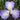 Close Up of Single Japanese Iris Zen Garden Mix