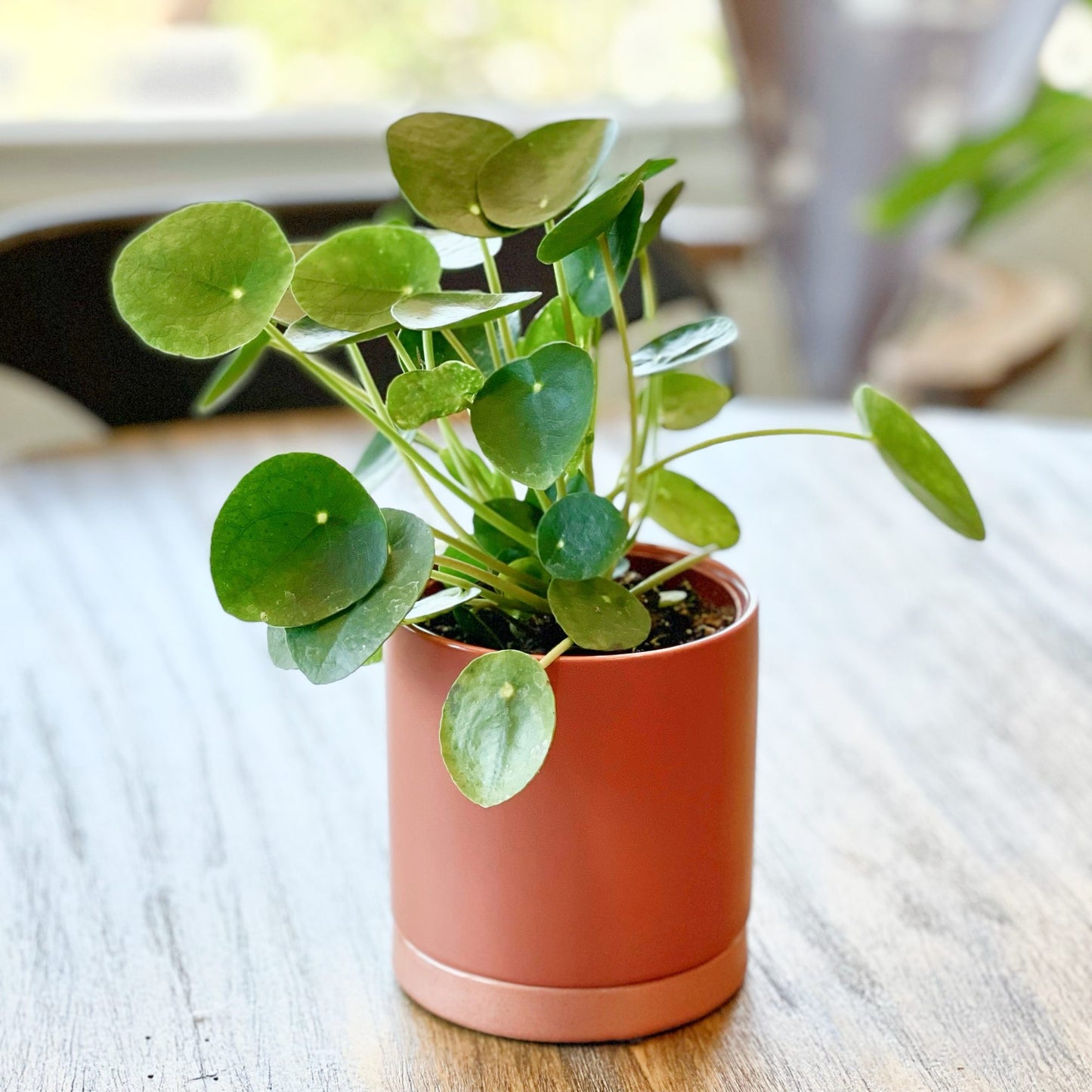 pot size for chinese money plant Pilea