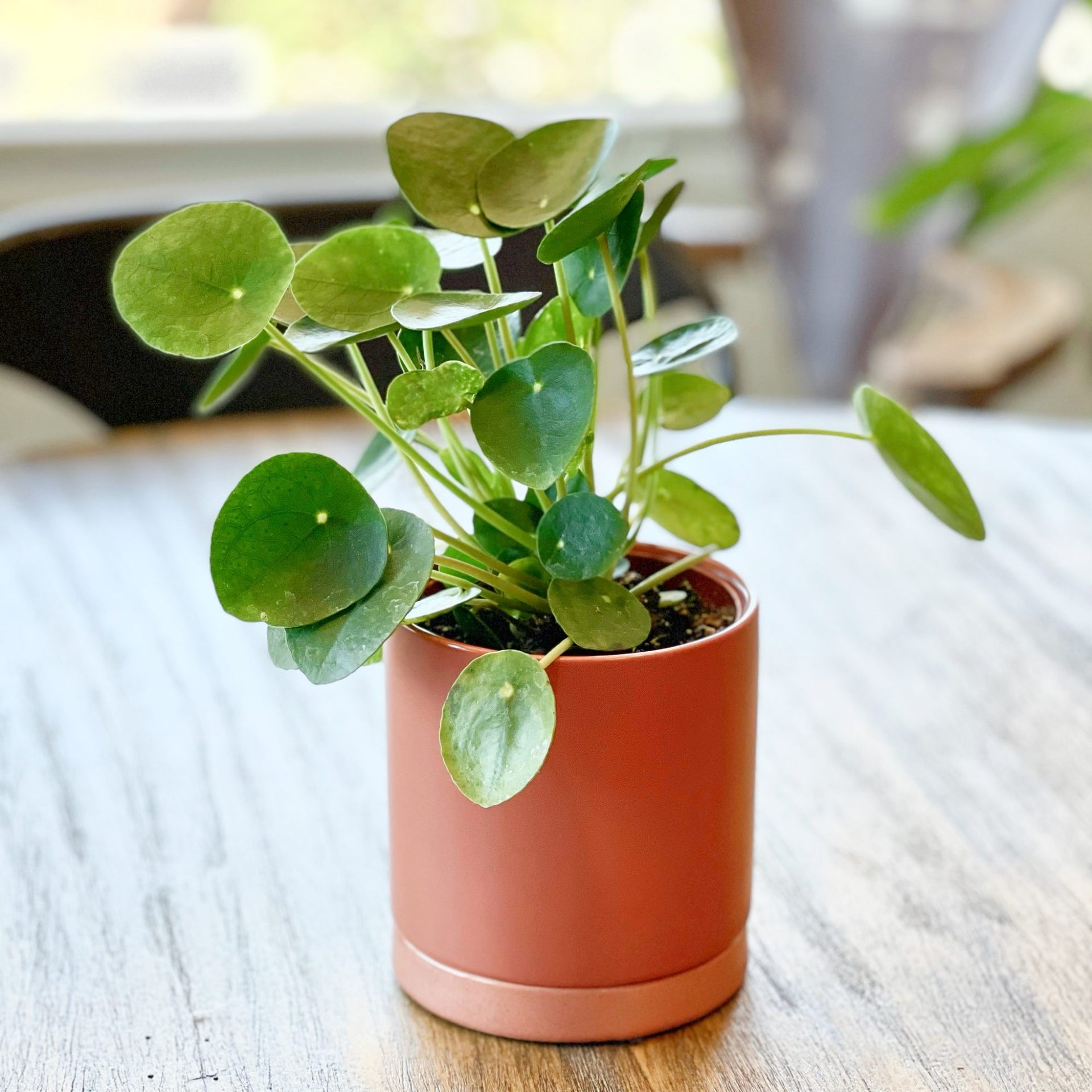 home depot chinese money plant Pilea