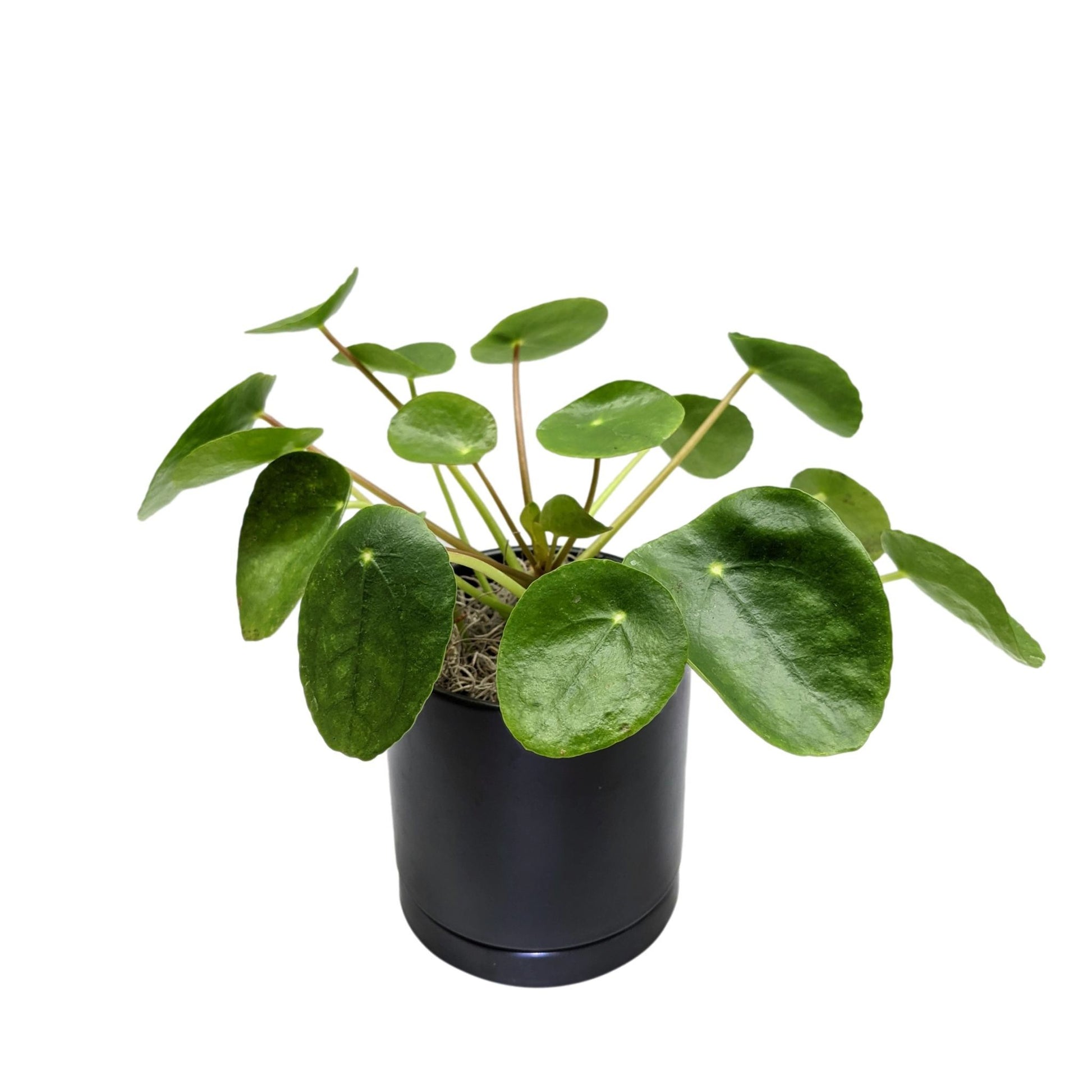 order money plant online Pilea