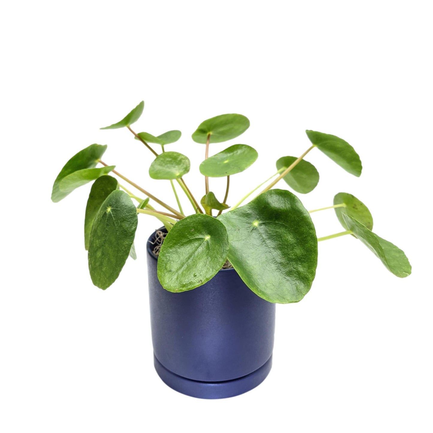 blue money plant Pilea