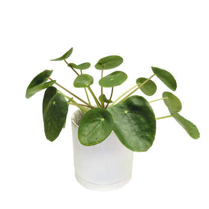 buy chinese money plant Pilea