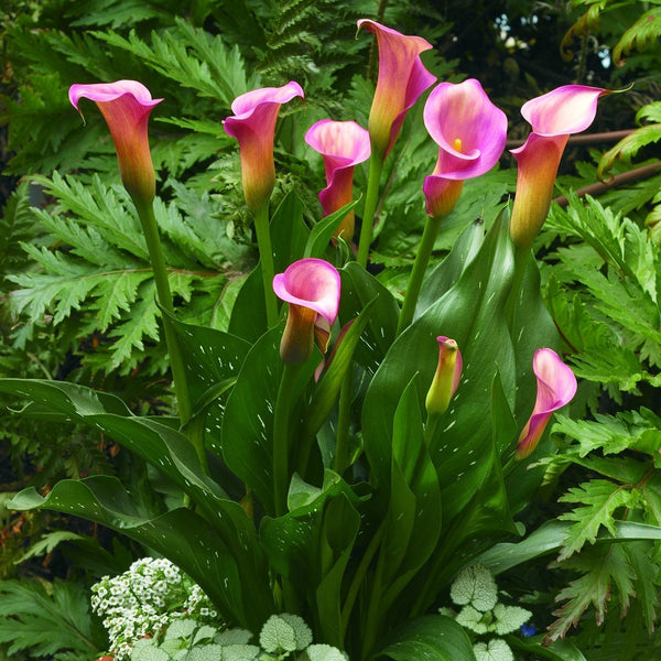 Pink Calla Lily Bulbs For Sale