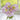 Cut Evening Primrose Blooms in a Vase