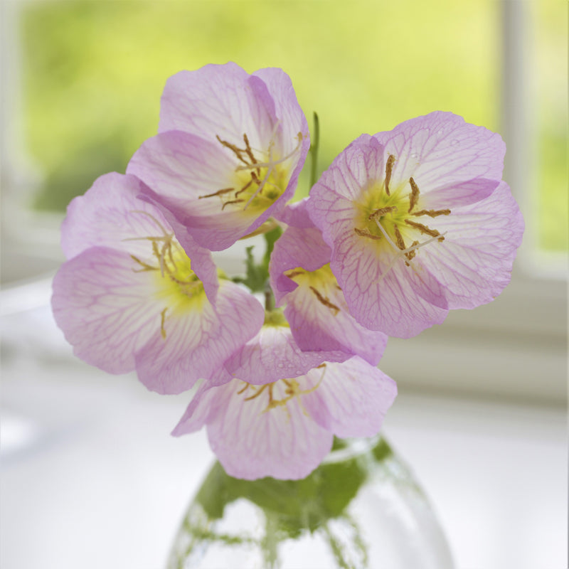 Cut Evening Primrose Blooms in a Vase