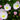 Pastel Pink Evening Primrose Flowers