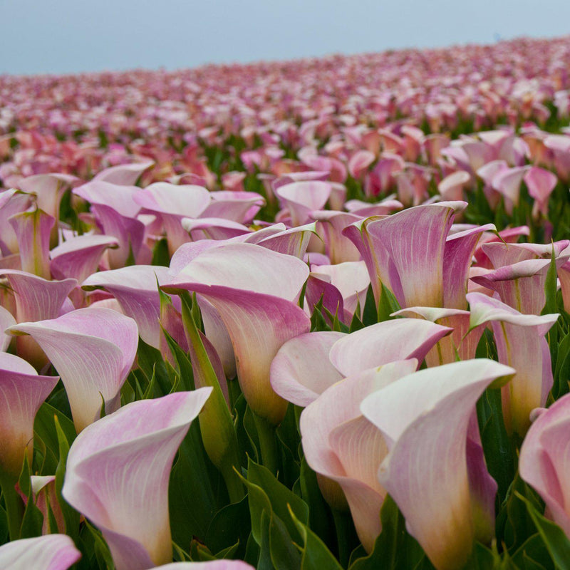 Field of pink calla lily bulbs