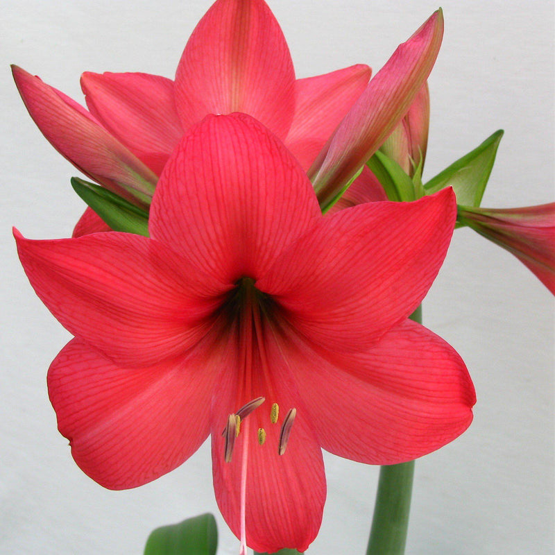Amaryllis Pink Pizzazz for Sale