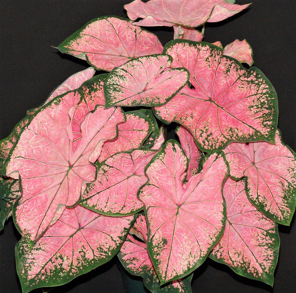 Caladium Plan Caladium Bulbs For Sale – Easy To Grow Bulbs