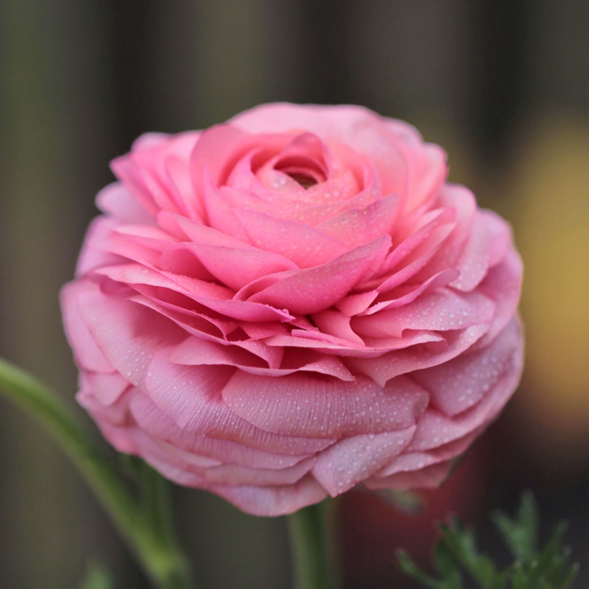 Tecoye Ranunculus Tecolote Ranunculus Tropical Sunset Mix Bulbs For Sale Online – Easy To ...