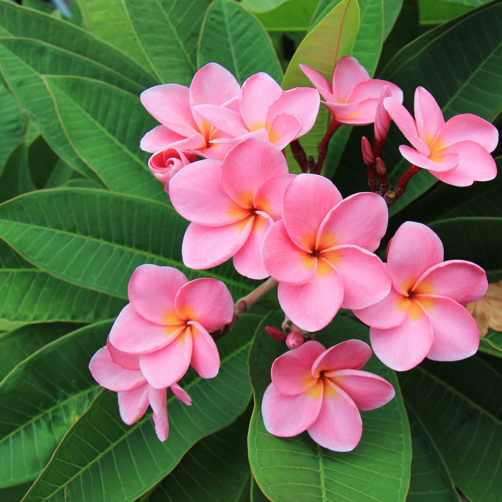 Pink Plumeria Flowers pink-plumeria-flowers