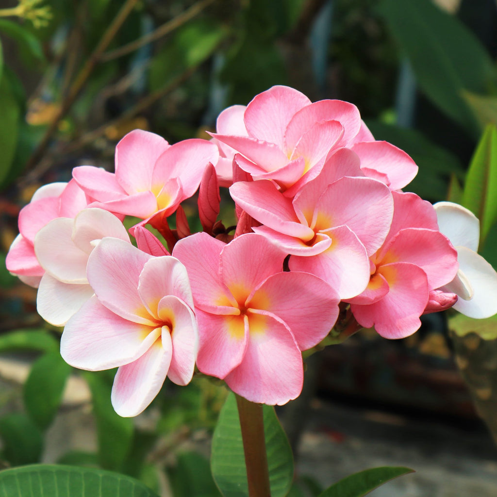 Pink Plumeria Tree pink-plumeria-tree