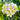 Predominantly White with Yellow Plumeria blooms