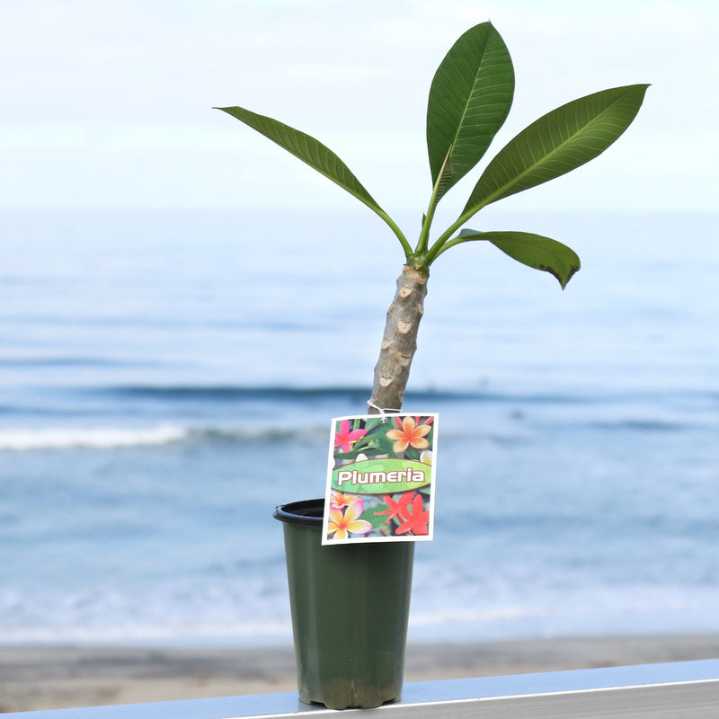 Rooted Plumeria cutting