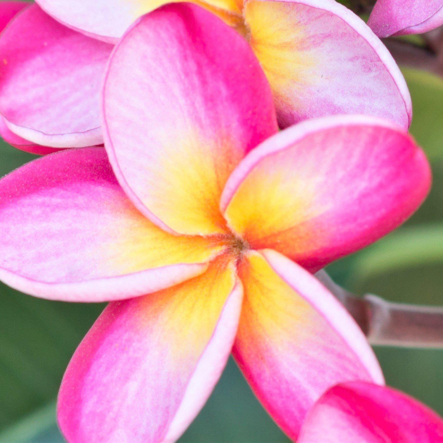 potted plumeria plants for sale Plumeria