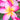 Pink rainbow plumeria flowers for sale