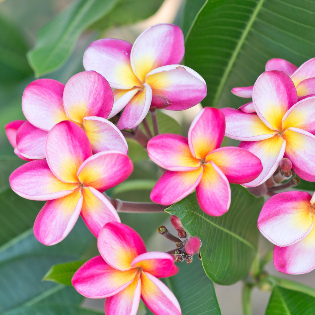Exotic Rooted Plumeria Plants For Sale Online Frangipani Easy To
