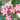 Pink rainbow plumeria flowers