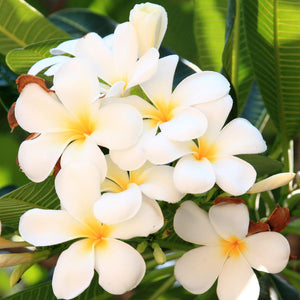 White plumeria plants for sale