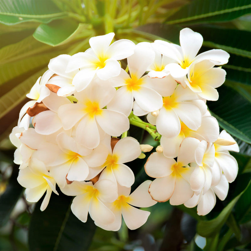 White rooted plumeria plants