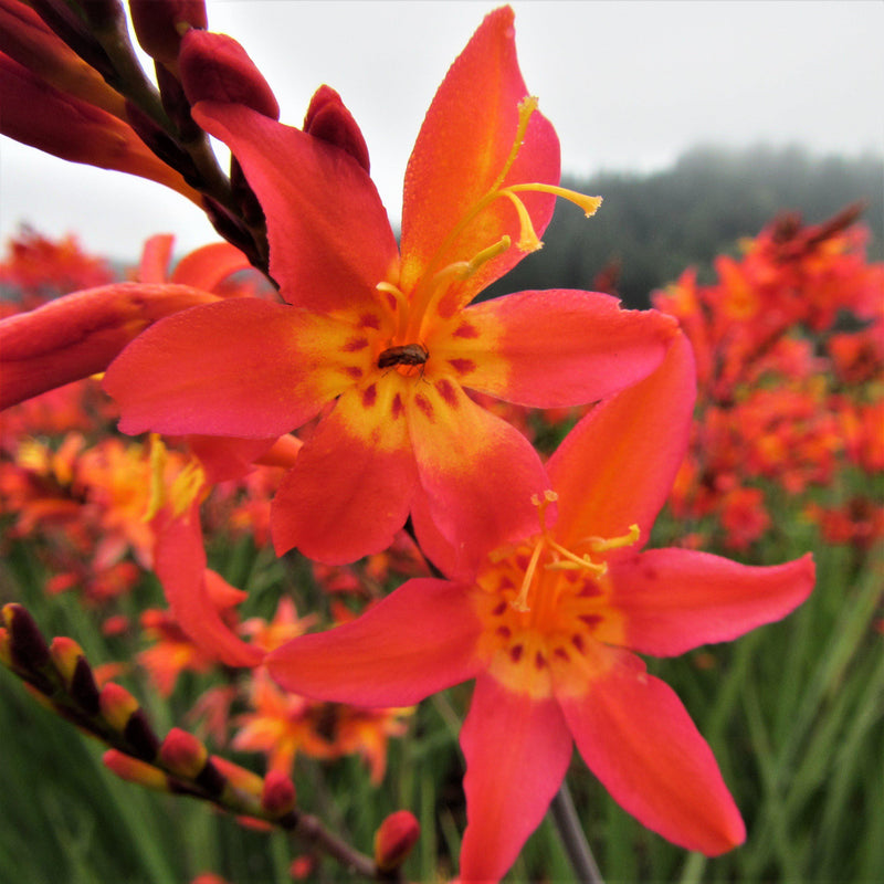 Prince of Orange's Sizzling orange blooms are accented by flame yellow throats 