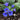 Blue lungwort flowers 'Little Star'