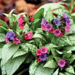Pink and Blue Pulmonaria Silver Bouquet