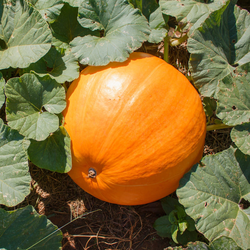 pumpkin in patch