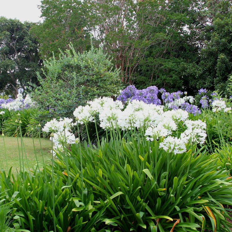 Wide Picture of Agapanthus Glacier Stream