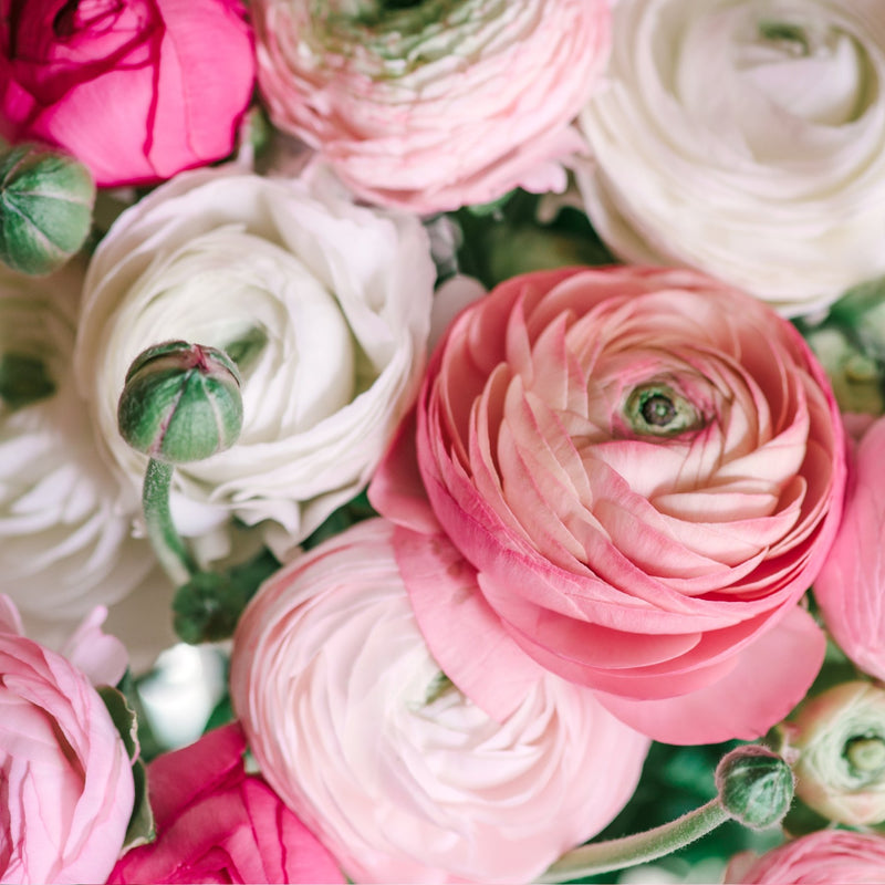 Ranunculus Pastel Collection - White Pink and Rose Blooms