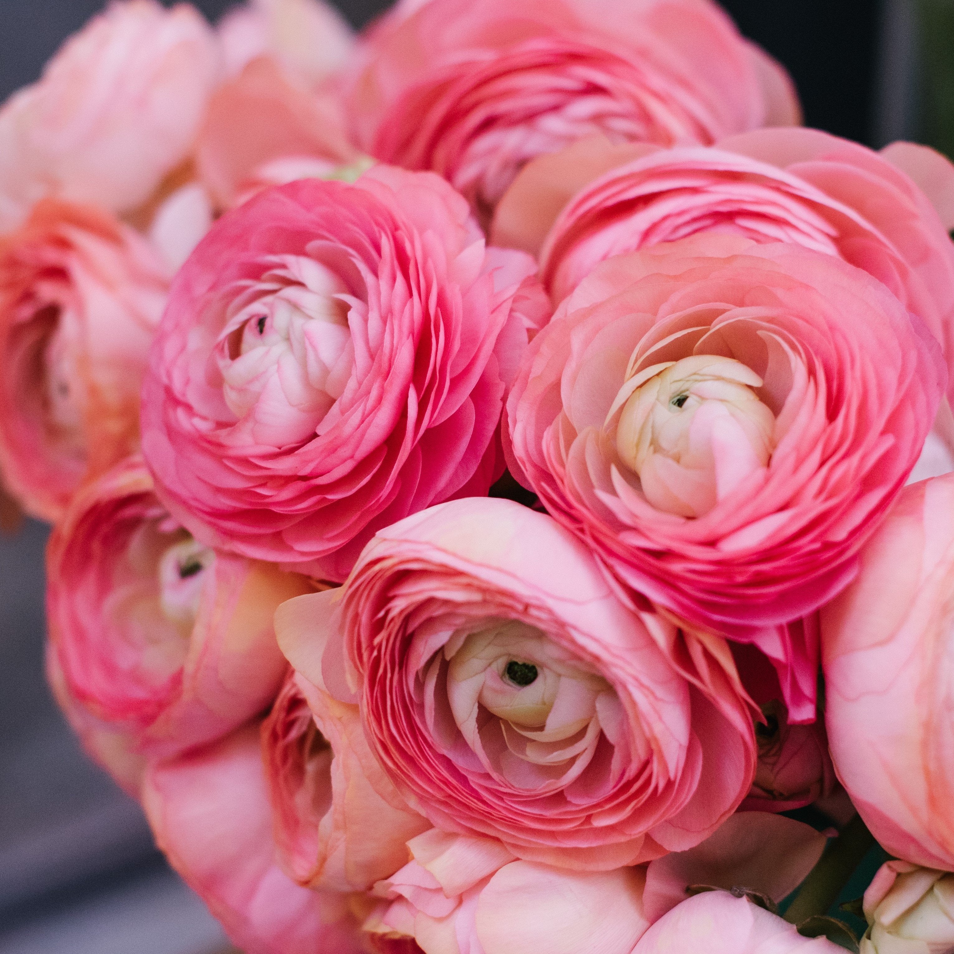 Pale Pink Ranunculus